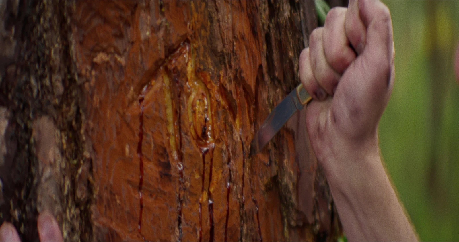 A hand carves a mark into pine bark with a pocket knife as sap runs down