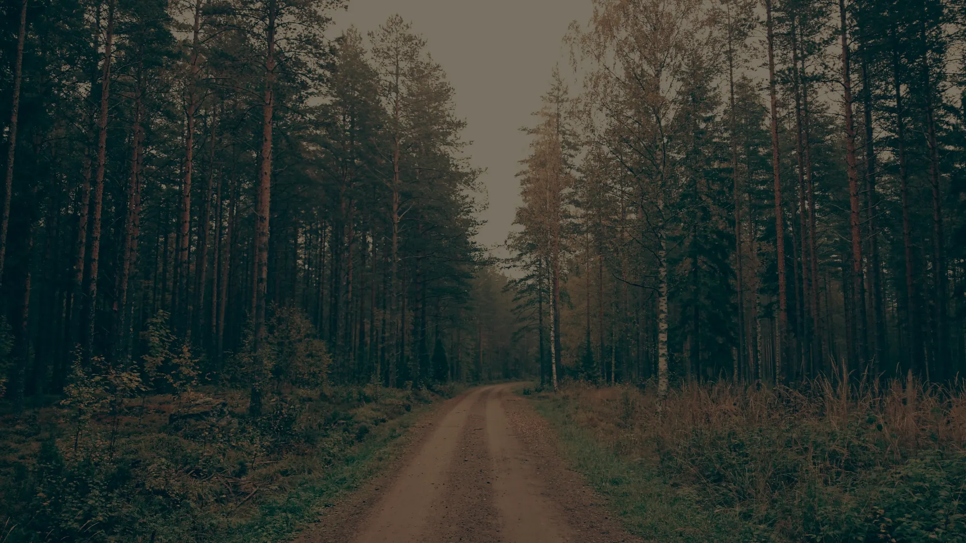 A lone forest road at dusk, evoking the rural Southern settings of Kris Shuman's stories