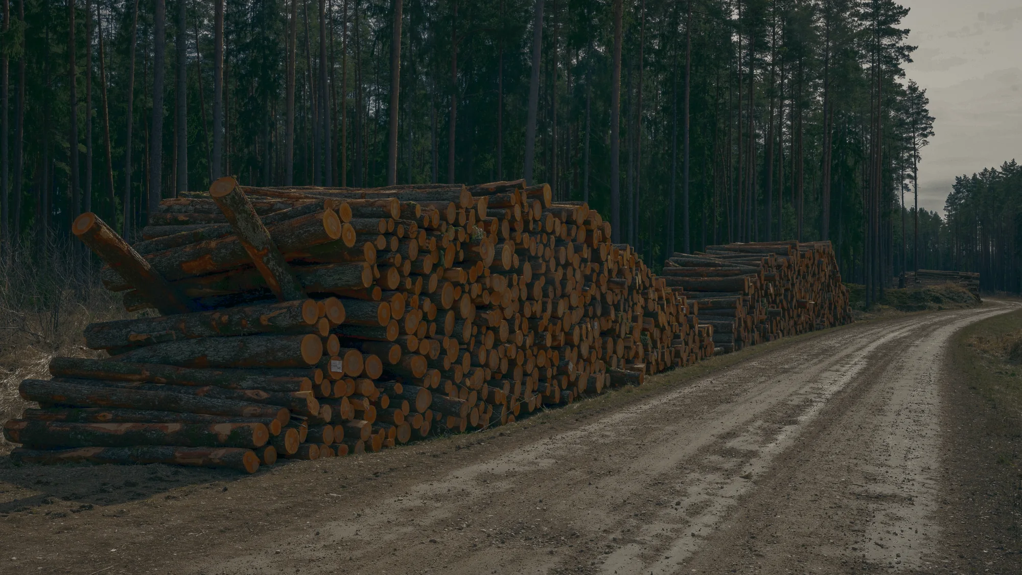What’s Buried Beneath the Pines